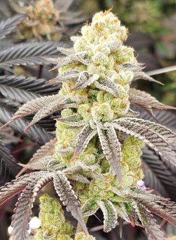 Aurelium Feminised Seeds