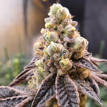 Ice Cream Cake Auto Feminised Seeds - BULK x 100