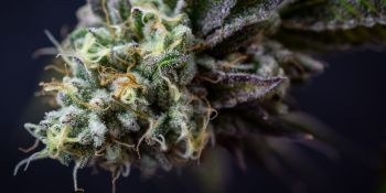 Ice Cream Cake Feminised Seeds - BULK x 100