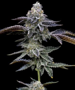 Blue Dream Auto Feminised Seeds - BULK x 100
