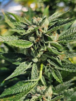 OG Kush FAST Feminised Seeds - BULK x 100