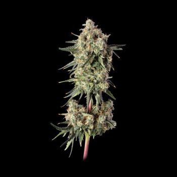 Haze Burger Feminized Seeds