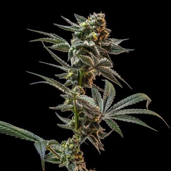 Gush Mintz Feminised Seeds