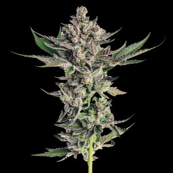Grapes & Cream Feminised Seeds