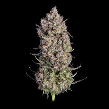 Truffle Bomb Feminized Seeds