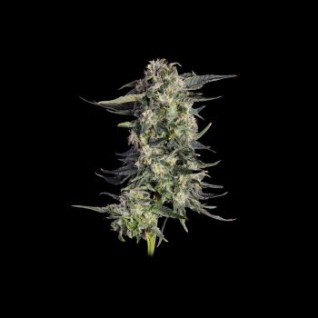 Super Lemon Sunset Feminized Seeds 