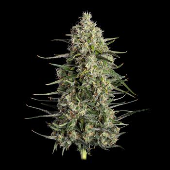 Spice Rack Feminized Seeds