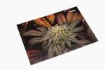 Seedsman Postcard Set