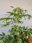 Jack Herer FAST Feminisiert Saatgut - BULK x 100