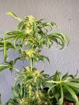 Jack Herer FAST Feminisiert Saatgut - BULK x 100