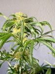 Jack Herer FAST Feminisiert Saatgut - BULK x 100