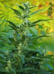 Haze CBD Auto Regular Seeds - 10
