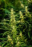 Haze CBD Auto Regular Seeds - 10
