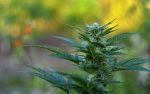 Haze CBD Auto Regular Seeds - 10