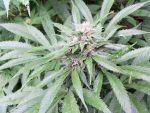 Haze Tao Auto Regular Seeds - 10