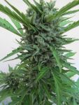 Micron Tao Auto Regular Seeds - 10