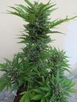 Micron Tao Auto Regular Seeds - 10