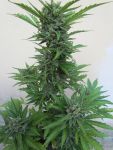 Micron Tao Auto Regular Seeds - 10