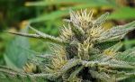Sativa Samadhi Regular Seeds - 10