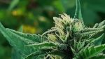 Sativa Samadhi Regular Seeds - 10