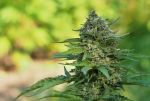 Super Tao Auto Regular Seeds - 10