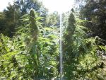 Super Tao Auto Regular Seeds - 10