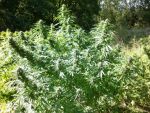 Super Tao Auto Regular Seeds - 10