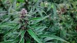 Tao Purple Regular Seeds - 10