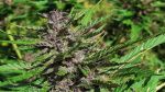 Tao Purple Regular Seeds - 10
