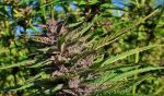 Tao Purple Regular Seeds - 10
