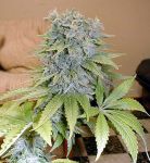 Medicine Man Regular Seeds - 18