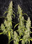 Neville's Haze Regular Seeds - 18