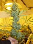 Critical Haze Regulär Samen - 18