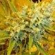 Critical Haze Regulär Samen - 18