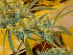 Critical Haze Regulär Samen - 18