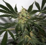 Early Skunk Haze Regular Seeds - 18