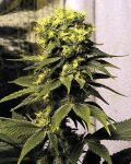 Early Queen Regular Seeds - 18