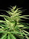 Master Kaze (Master Kush Skunk x Afghan Haze) Regular Seeds - 18