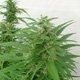 Master Kaze (Master Kush Skunk x Afghan Haze) Regular Seeds - 18