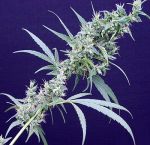 Neville's Haze x Mango Regular Seeds - 18