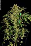 Chronic Regulär Samen - 11
