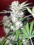 White Russian Regular Seeds - 11