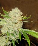 White Russian Regular Seeds - 11