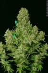 White Russian Regular Seeds - 11