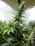 White Russian Regular Seeds - 11