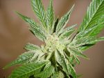 White Russian Regular Seeds - 11