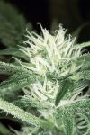 White Russian Regular Seeds - 11