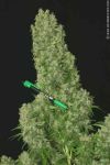 White Russian Regular Seeds - 11