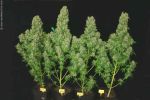 White Russian Regular Seeds - 11