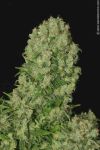 White Russian Regular Seeds - 11